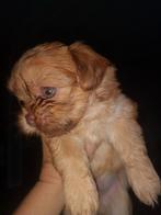 Shitzu / Shih Tzu puppie reutje, Dieren en Toebehoren, Overige rassen, 8 tot 15 weken, Meerdere, Meerdere dieren