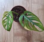 Monstera adansonii aurea, Ophalen of Verzenden, Overige soorten, Minder dan 100 cm