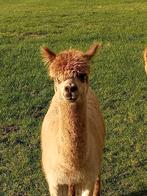 Te Koop; Alpaca., Dieren en Toebehoren, Overige Dieren, Mei, Mannelijk