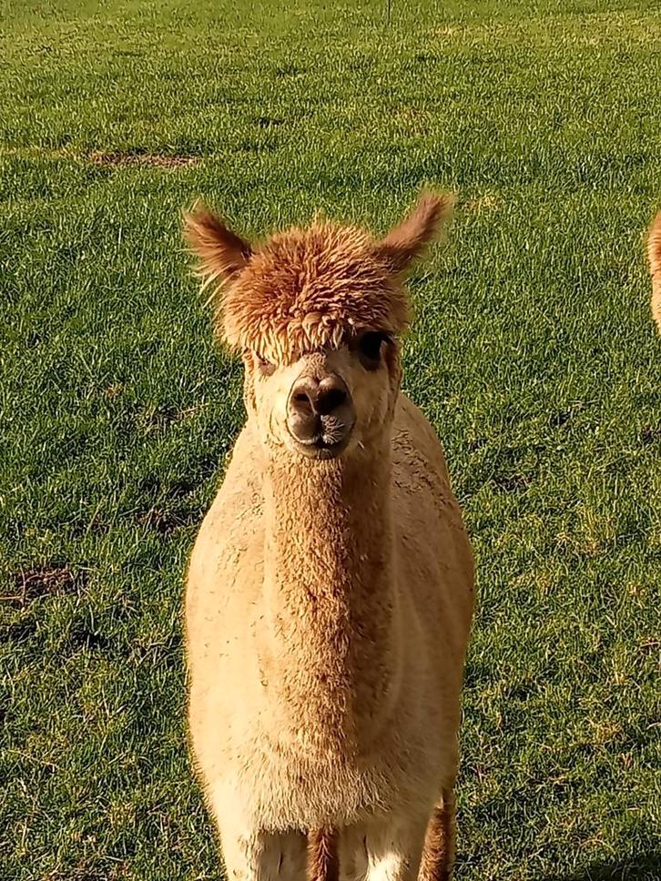Te Koop; Alpaca., Dieren en Toebehoren, Overige Dieren, Mannelijk, Mei