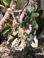 Australische flappentak eitjes (psg 9), Wandelende tak