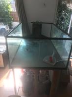 Aquarium 160/100/55 met sump, Ophalen, Zo goed als nieuw, Leeg aquarium