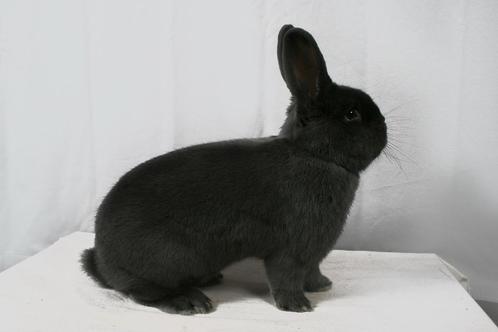 Blauwe Wener, Dieren en Toebehoren, Konijnen, Middelgroot, Meerdere dieren, 0 tot 2 jaar