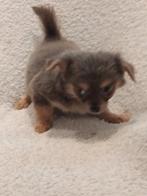 Chihuahua pups, Rabiës (hondsdolheid), Reu, 8 tot 15 weken, Meerdere