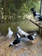 5 sierduifjes, Dieren en Toebehoren, Vogels | Duiven, Meerdere dieren, Overige soorten