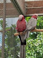 Rose kaketoe, Dieren en Toebehoren, Vogels | Parkieten en Papegaaien, Meerdere dieren, Papegaai, Geringd