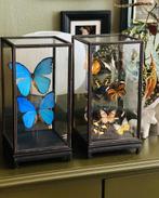Luxe vitrine/stolp met 12 opgezette vlinders, taxidermie, Verzamelen, Dierenverzamelingen, Ophalen, Nieuw, Insect, Opgezet dier