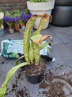 Cactus, Tuin en Terras, Planten | Tuinplanten, Ophalen of Verzenden, Overige soorten, Volle zon