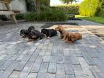 Teckel Standaard Korthaar pups FCI stamboom, Dieren en Toebehoren, Honden | Teckels en Dashonden, Standaard, CDV (hondenziekte)