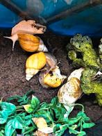 Afrikaanse reuzenslakken, Dieren en Toebehoren, Overige soorten, 0 tot 2 jaar