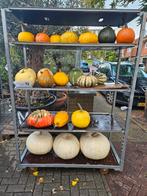 Diverse pompoenen en kalebassen vanaf 0,75ct, Ophalen, Volle zon, Overige soorten, Minder dan 100 cm