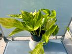 Epipremnum Pinnatum Hicolor - Kamerplant, Overige soorten, In pot, Minder dan 100 cm, Groene kamerplant