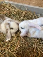 Jonge hangoorkonijnen zoeken een nieuw, fijn huisje., Dieren en Toebehoren, Meerdere dieren, Dwerg