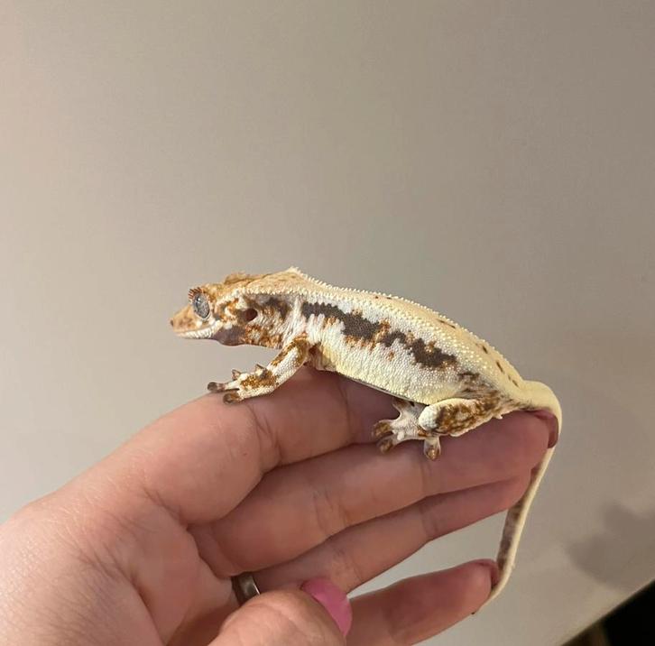 Wimpergekko lilly white pv