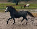 Kwaliteitsvolle Welsh A jaarling merrie en hengstveulen, Dieren en Toebehoren, Pony's, Niet van toepassing, 0 tot 2 jaar, Hengst