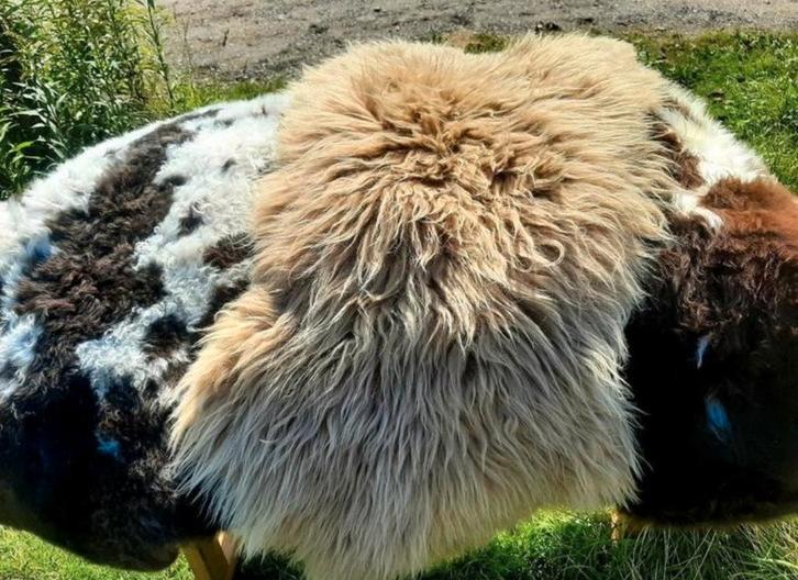 Schapenvacht / Schapenvachten - (Partij / NIEUW / voordelig), Huis en Inrichting, Woonaccessoires | Plaids en Woondekens, Nieuw