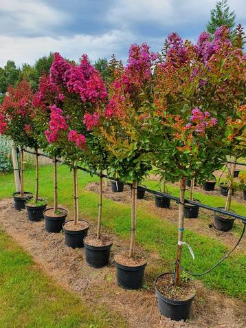 Lagerstroemia indica Purple Star / mooie dikke bomen ‼️‼️ beschikbaar voor biedingen