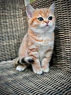 Britse Korthaar goldeshaded poes, Dieren en Toebehoren, Katten en Kittens | Raskatten | Langhaar, Poes