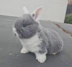 NHD dwerg hangoor konijntjes, Dieren en Toebehoren, Konijnen, Mannelijk, Dwerg, Hangoor