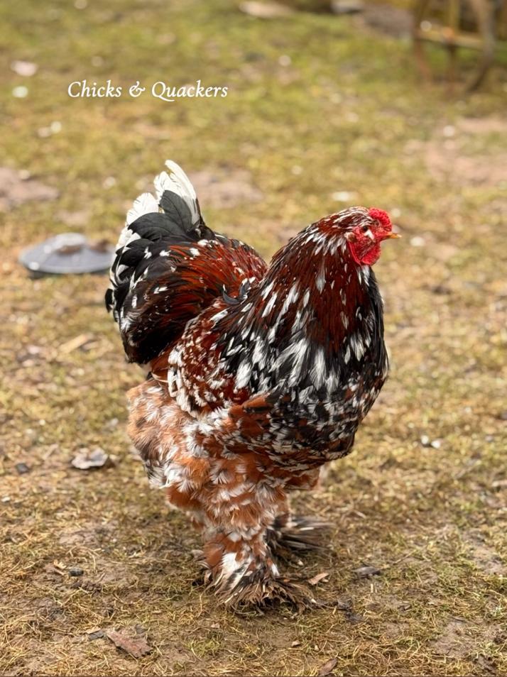 Brahma haan, Dieren en Toebehoren, Pluimvee, Mannelijk, Kip