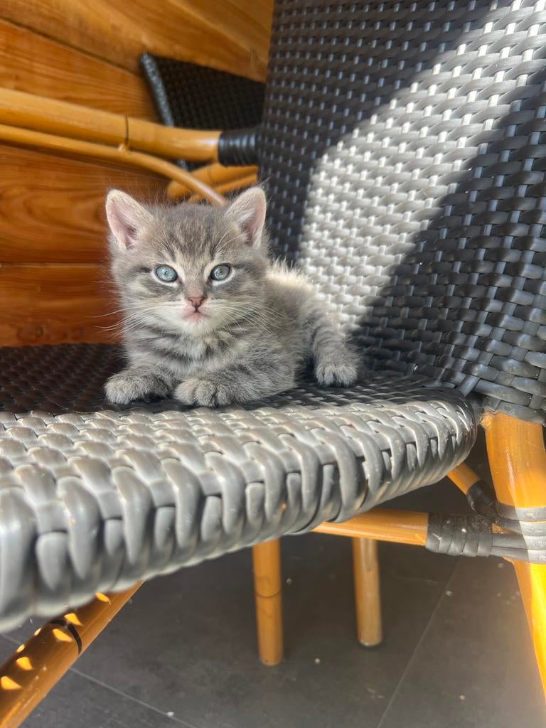 Noorse boskat kruising, Dieren en Toebehoren, Katten en Kittens | Raskatten | Langhaar, Meerdere dieren, Ontwormd, 0 tot 2 jaar