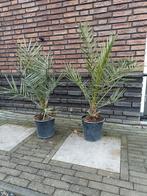 2 maal Canarische dadelpalm in 27 cm pot., Ophalen, Overige soorten, Volle zon