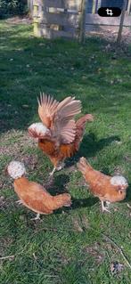 Unieke BROED TOOM PADUHA buff kleurig, schitterende wit kuif, Meerdere dieren, Kip