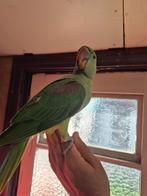 Grote Alexanderparkiet, Mannelijk, Papegaai, Geringd