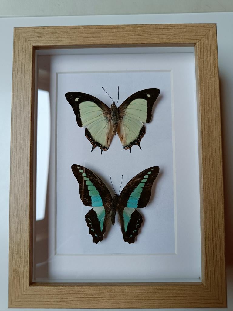 Ingelijste vlinders - Decoratieve wanddecoratie, Verzamelen, Dierenverzamelingen, Ophalen of Verzenden, Zo goed als nieuw, Insect