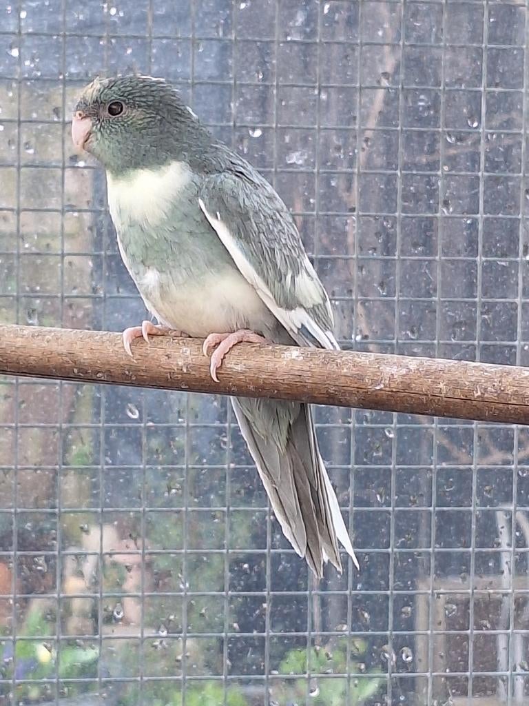 Jonge kakariki's, Dieren en Toebehoren, Meerdere dieren, Parkiet