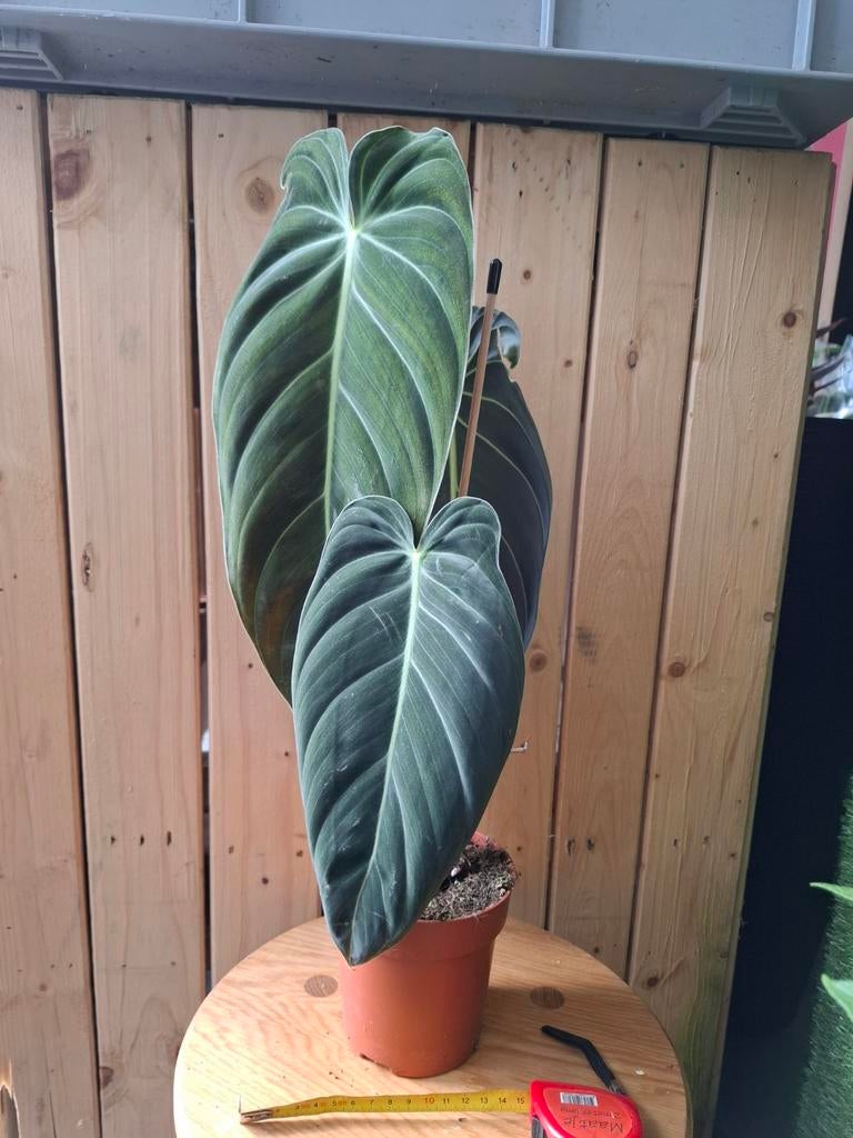 Philodendron melanochrysum., Huis en Inrichting, Kamerplanten, Ophalen of Verzenden, Halfschaduw, Minder dan 100 cm