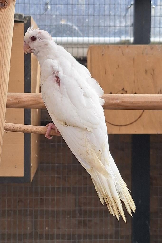 Jonge albino valkparkiet man, Mannelijk, Parkiet, Geringd