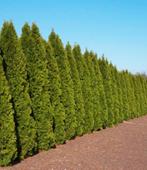 Coniferen Thuja SMARAGD, Bloeit niet, Halfschaduw, 100 tot 250 cm, Overige soorten