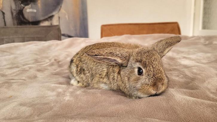 Konijntjes (rammen) te koop!, Dieren en Toebehoren, Konijnen, Klein, Meerdere dieren, 0 tot 2 jaar