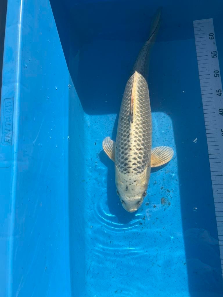 Koi te koop, Dieren en Toebehoren, Vissen | Vijvervissen, Karper of Koi