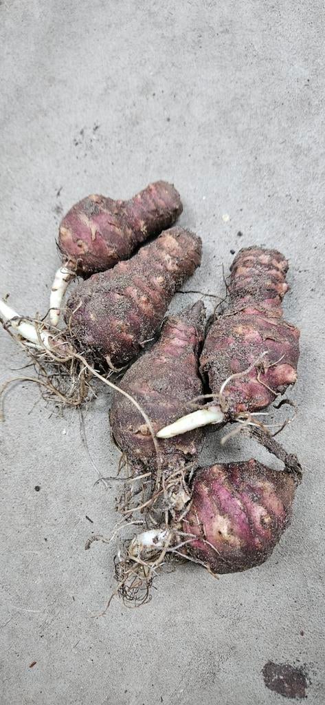 Aardperen biologisch geteeld (Alleen afhalen), Ophalen, Overige soorten, Volle zon