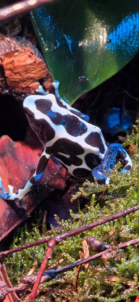 Pijlgifkikker Frog - male for sale from Jeroen