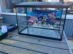Aquarium Superfish, Dieren en Toebehoren, Ophalen, Gebruikt, Leeg aquarium