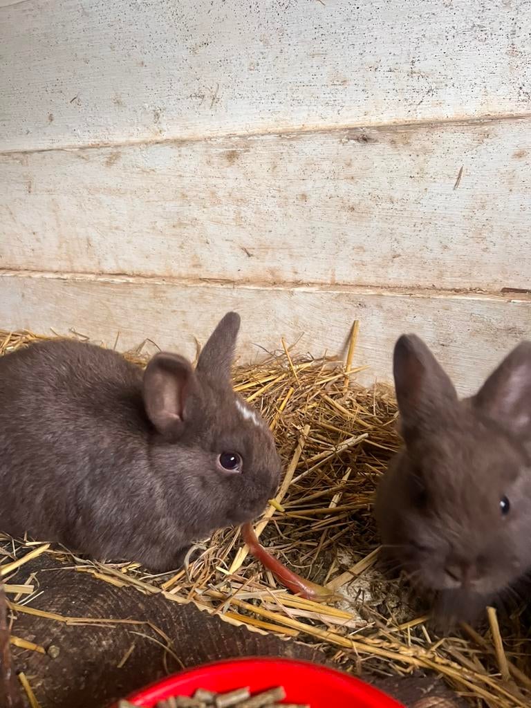 Minilop dwergkonijntjes, Meerdere dieren, Dwerg