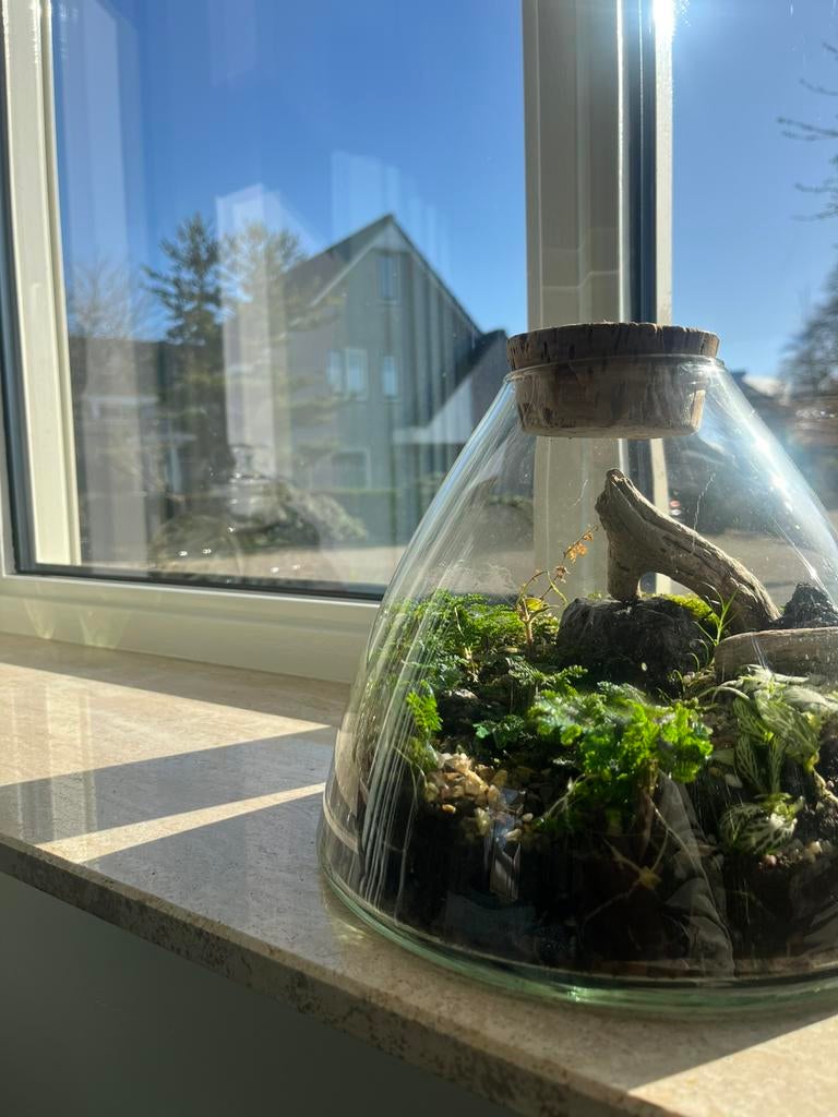 Terranium, Ophalen of Verzenden, Zo goed als nieuw, Terrarium of Paludarium