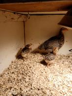 Bielefelder groot haantje, Mannelijk, Kip