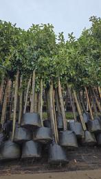 Laurier prunus Novita Solitaire, Tuin en Terras, Planten | Bomen, Ophalen, 100 tot 250 cm