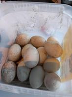 Loopeenden eieren te koop, Ophalen of Verzenden