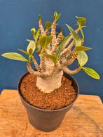 Adenium Baobab p12 (6), Ophalen of Verzenden, Halfschaduw, Minder dan 100 cm