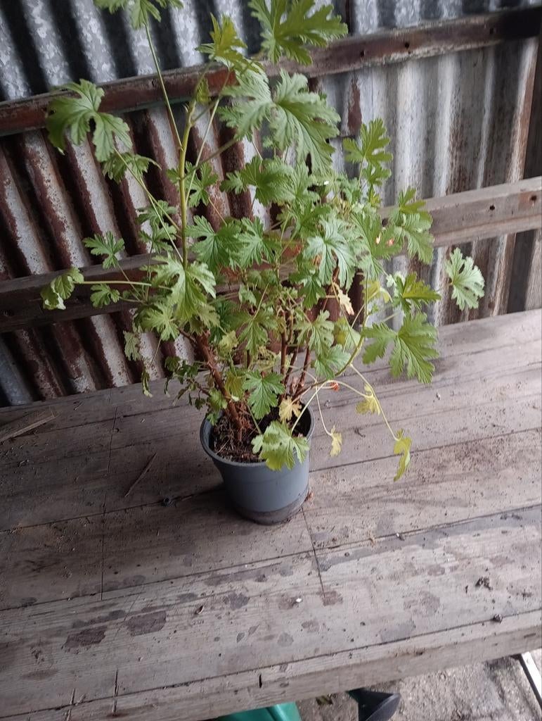 Citroen geranium, Ophalen, Volle zon