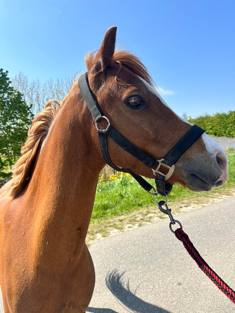 Welsh pony ruin 6 jaar, Dieren en Toebehoren, Ruin, Zadelmak, C pony (1.27m tot 1.37m), 3 tot 6 jaar