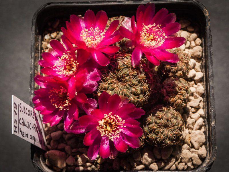 cactus - Sulcorebutia callichroma, Verzenden, Cactus, Volle zon, Minder dan 100 cm