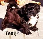 Prachtige gezonde havanezer pups met stamboom