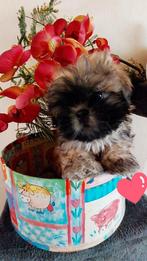 PRACHTIGE  SHIH-TZU  PUPPIES  TE KOOP, HCC (leverziekte), Overige rassen, 8 tot 15 weken, Meerdere