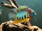 koppel heros severum rotkeill 20 cm te koop, Vis, Zoetwatervis